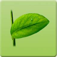 �����ֺ���